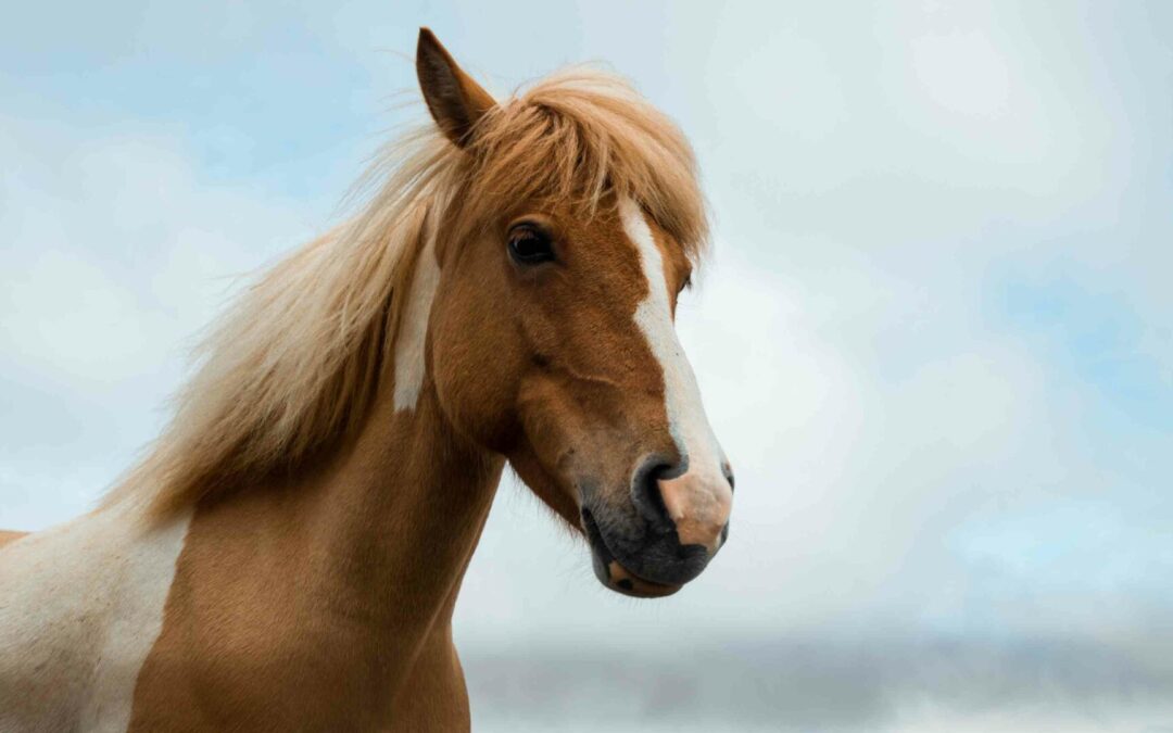 Können Pferde uns verzeihen?