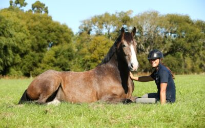 Problempferden mit Equine Therapy helfen