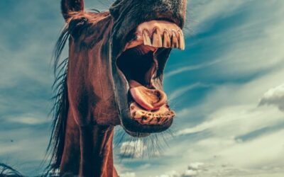 Top 10 Fehler – wie man sich die Kommunikation mit seinem Pferd gehörig verderben kann!