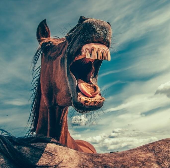 Top 10 Fehler – wie man sich die Kommunikation mit seinem Pferd gehörig verderben kann!
